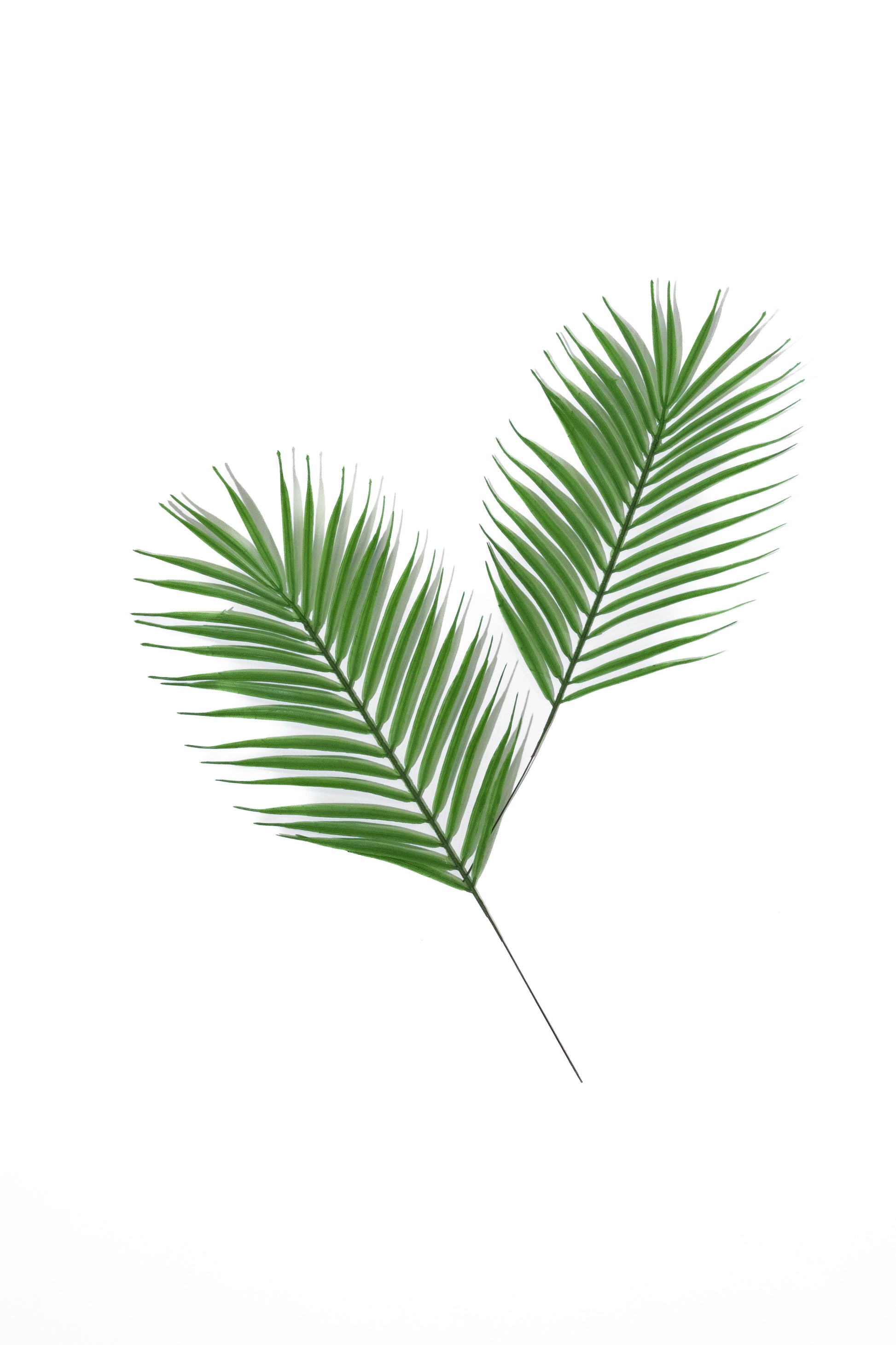 Hoja de Palma - BAI